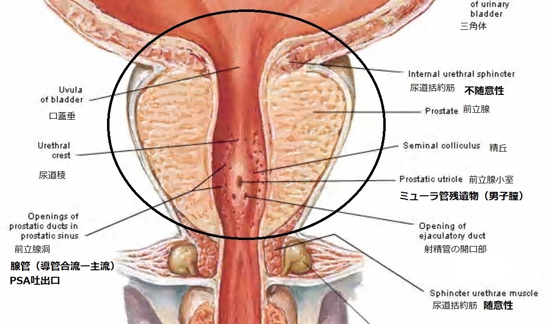 カウパー 腺 嚢胞